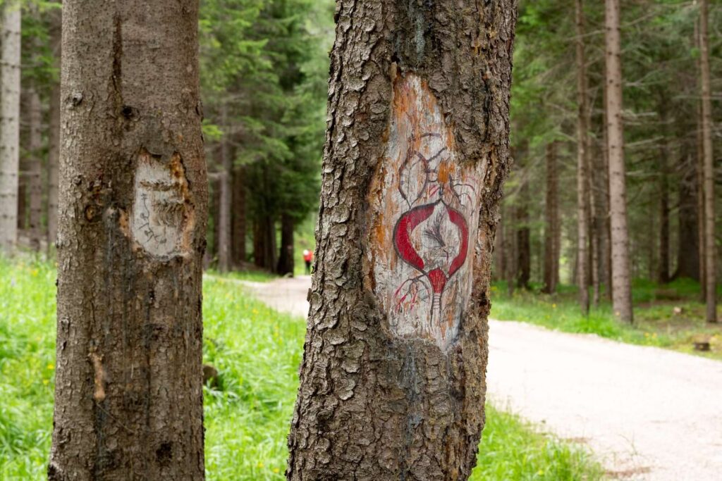 Alcuni disegni realizzati da Benni Bosetto direttamente sulla corteccia degli alberi in Pian de ra Spines a Cortina